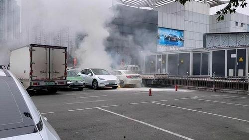 爆料海豚自燃视频播放下载,海豚自燃视频引发热议，真相令人震惊！  第2张